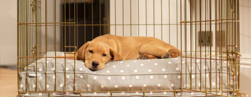 Golden labrador puppy sleeping on a grey and white spot cushion in a gold dog crate