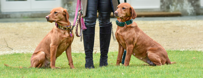 Red labradors wearing coloured leather collars and leads on a walk