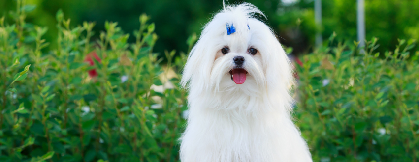 Maltese dog with a ponytail stood outside in a field