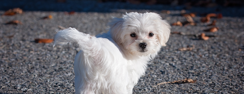 Maltese dog stood outside