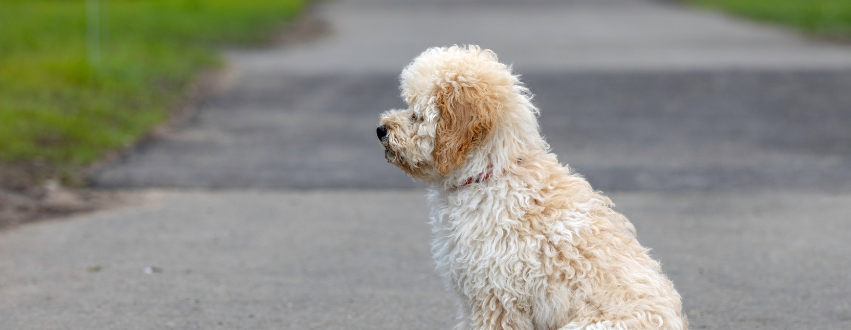 Maltipoo puppy sat down outside