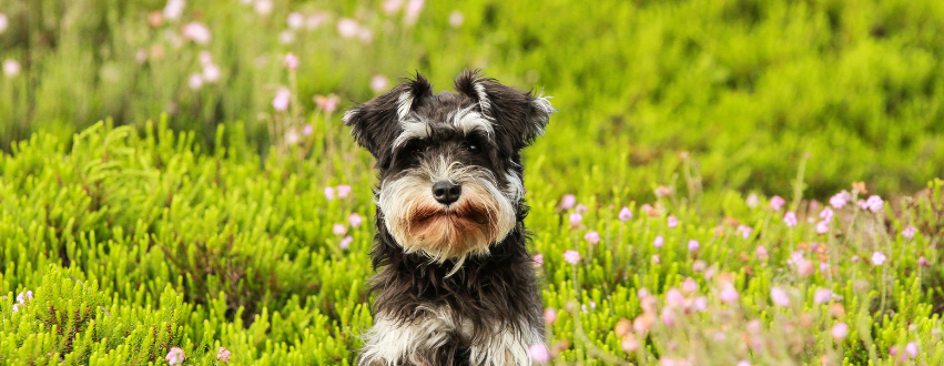 Miniature schnauzer puppy