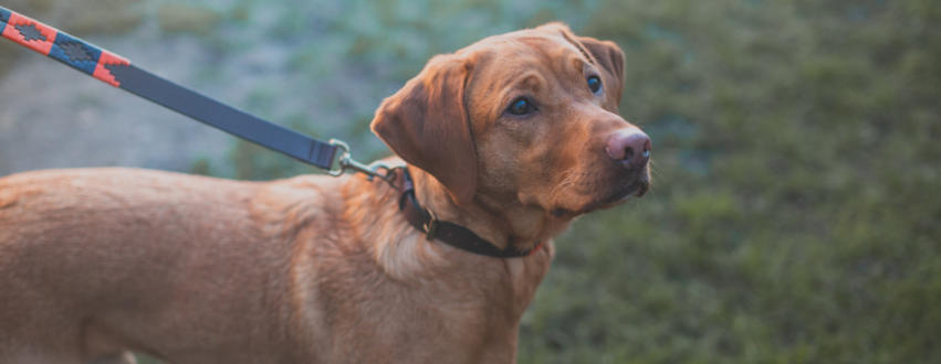 Golden Labrador on a mother's day walk