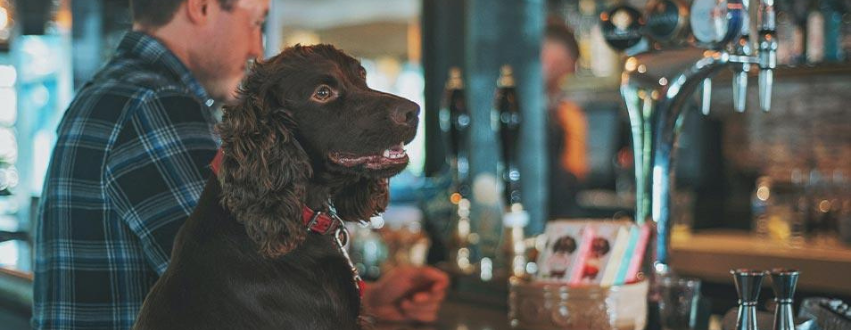Chocolate spaniel at the pub on Mother's day