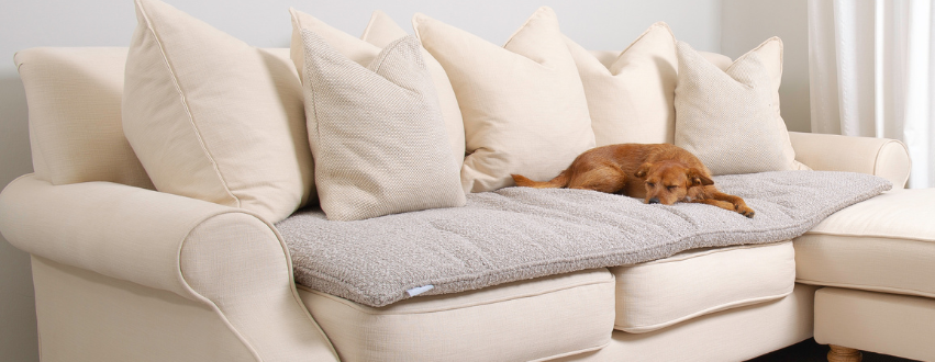 Norjack Terrier sleeping on a cream sofa with a Boucle sofa topper