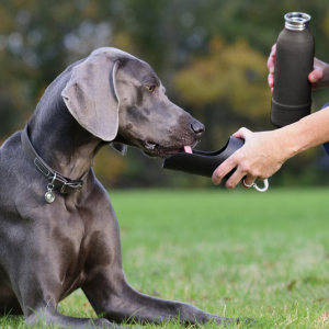 Grey dog on a summer walk stopped to have a drink from a black insulated dog water bottle