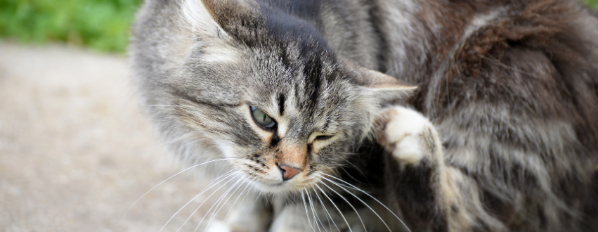 Cat scratching its ear