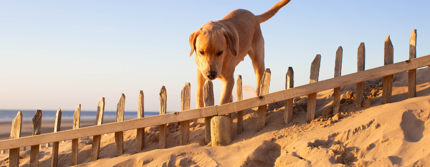 dog digging in sand on the beach