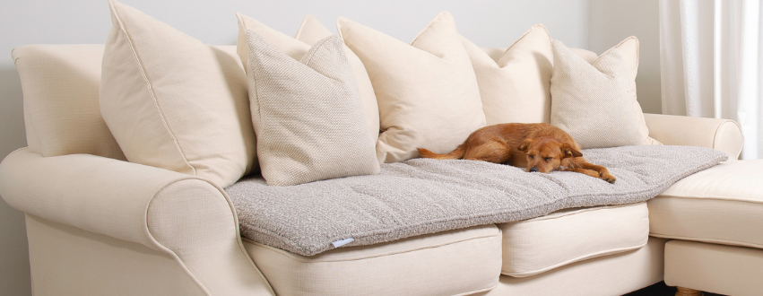 Dog sleeping on a sofa