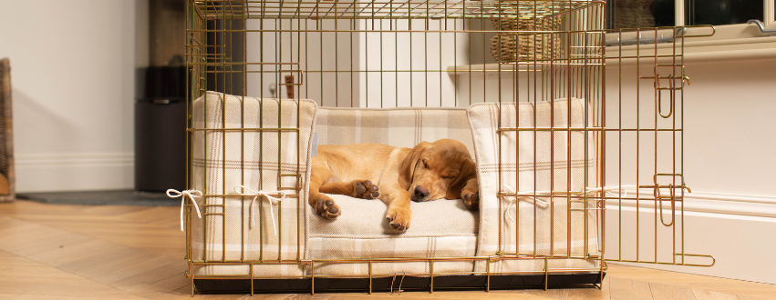 Labrador sleeping in a crate
