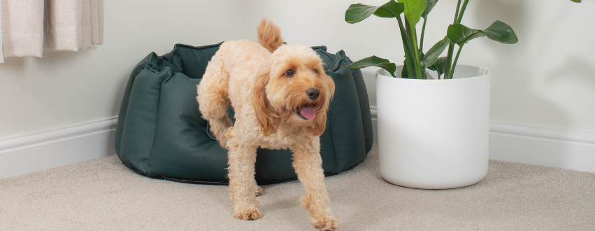 Golden Cockapoo stepping out of a green faux leather indestructible dog bed