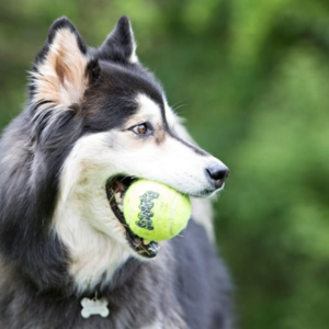 Husky holding a KONG Squeakair tennis ball with rope