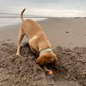 labrador playing with chuckit ultra ball on the beach