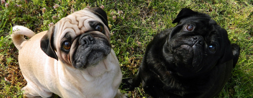 Fawn and black pug looking at the camera
