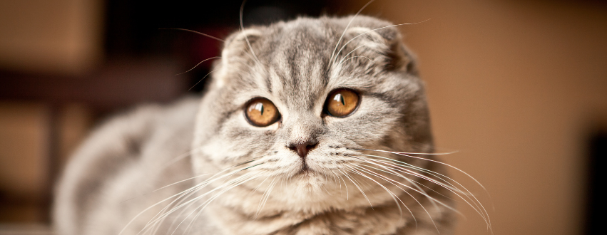Grey scottish fold cat