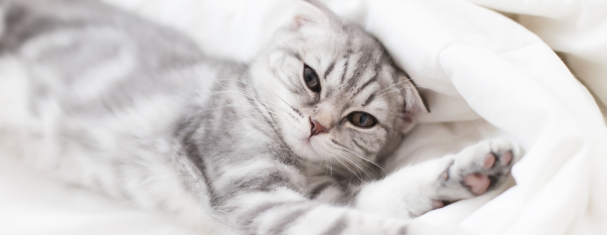 Grey scottish fold cat in bed