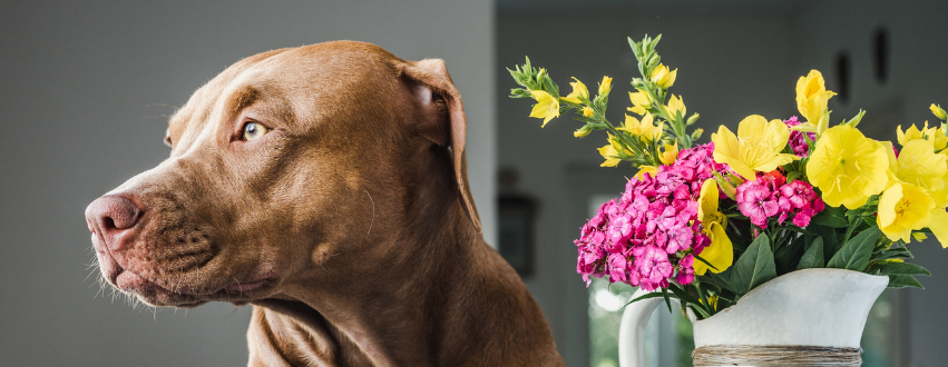 Brown dog with mothers day flowers