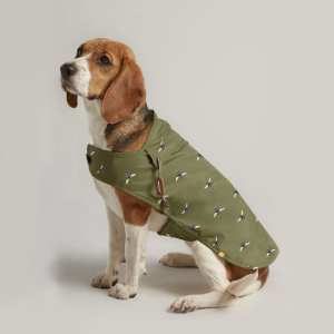Dog wearing a bee print raincoat 