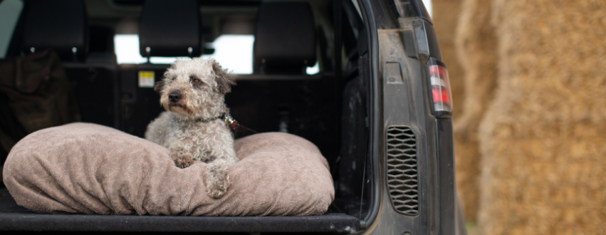 Jackapoo in the boot of a landrover car on a dog bed