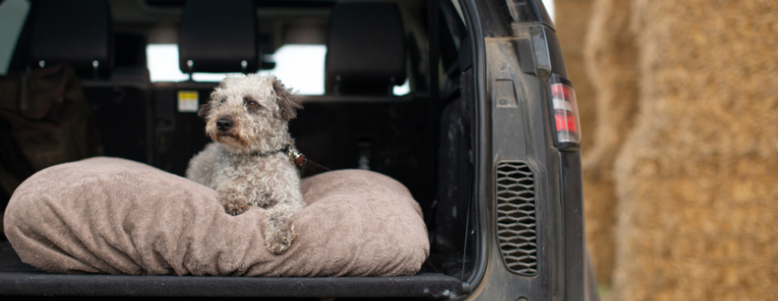 Jackapoo in the back of a car