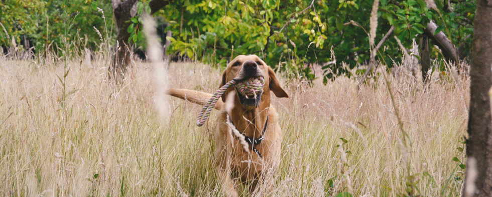 Labrador running through a field with a rope toy