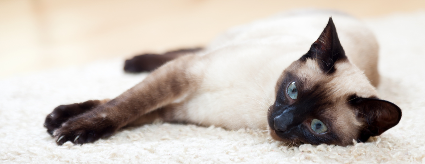 Black and white siamese cat laid down