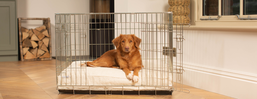 Nova Scotia Duck Tolling Retriver sat in a dog crate with a white dog cushion