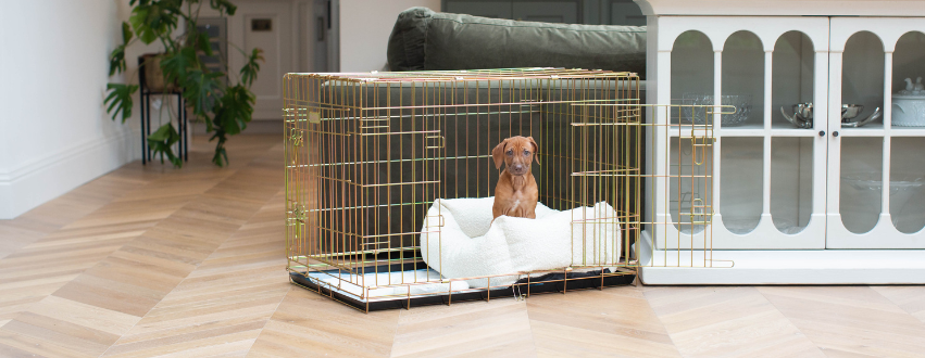 Ridgeback puppy in a gold dog crate in a white dog bed