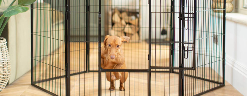 Dachshund jumping out of a play pen