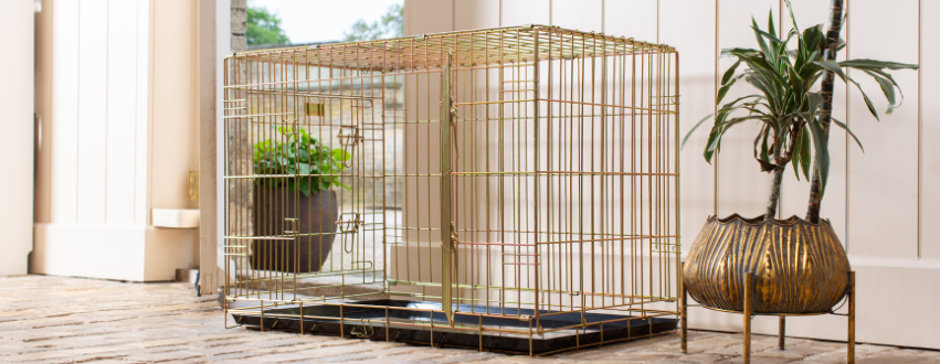 Gold dog crate in a stone hallway next to a plant