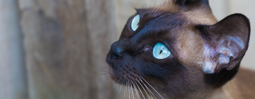 Tonkinese cat