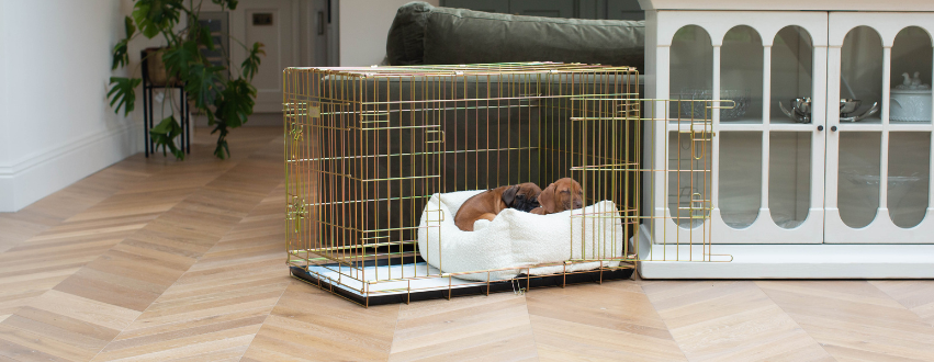 Ridgeback puppies sleeping in a gold dog crate with a bed
