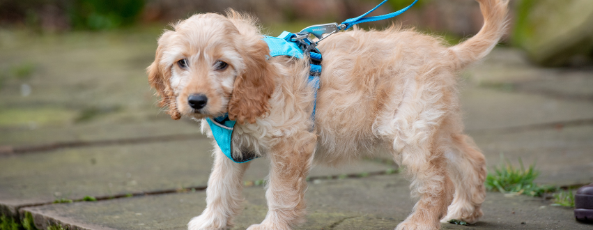 Cockapoo on a walk