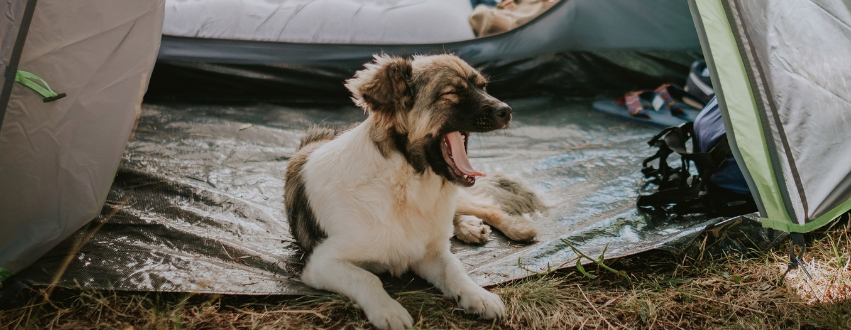 Large dog sitting in a tent