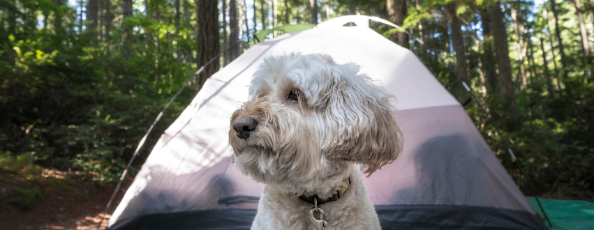 White fluffy dog in front of a purple tent in a forest