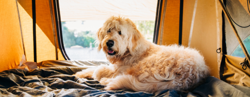 Cockapoo on a camping trip in an orange tent