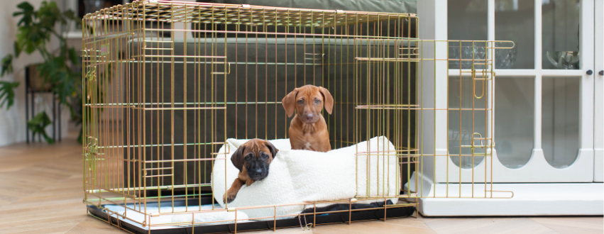 Ridgeback puppies in a dog cage