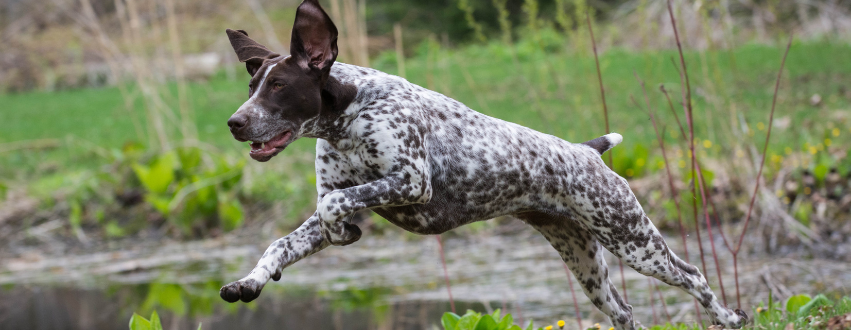 German Short haired pointer jumping through the woods