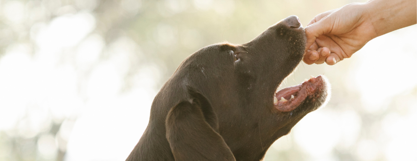 Labrador eating a treat