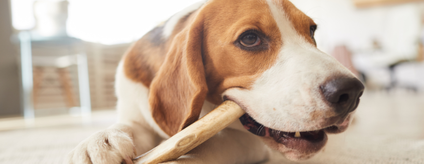 Beagle eating a treat