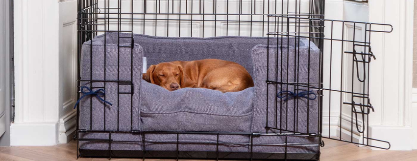 Dachshund in a dog crate