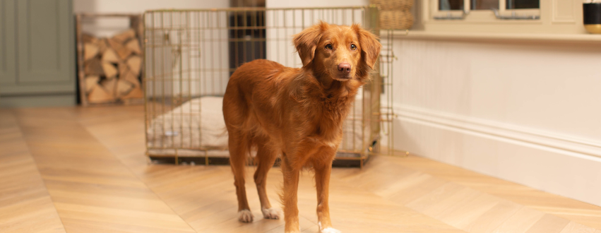 Nova Scotia Duck Tolling Retriever in front of a metal dog cage