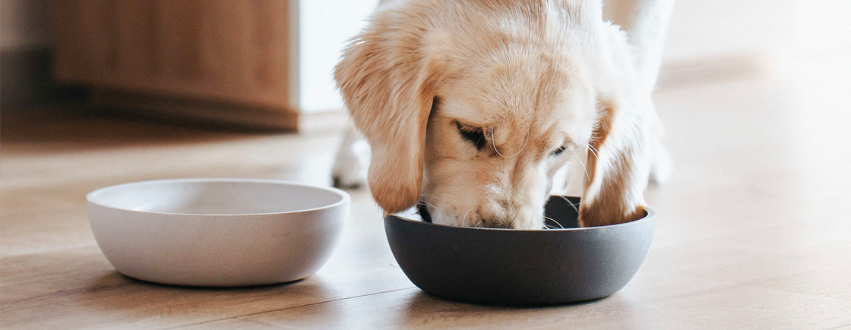 Labrador eating from two dog bowls