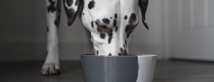 Dalmatian eating from a grey and white dog bowl