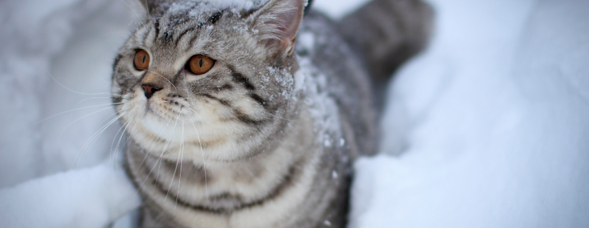 Cat outdoors in the snow