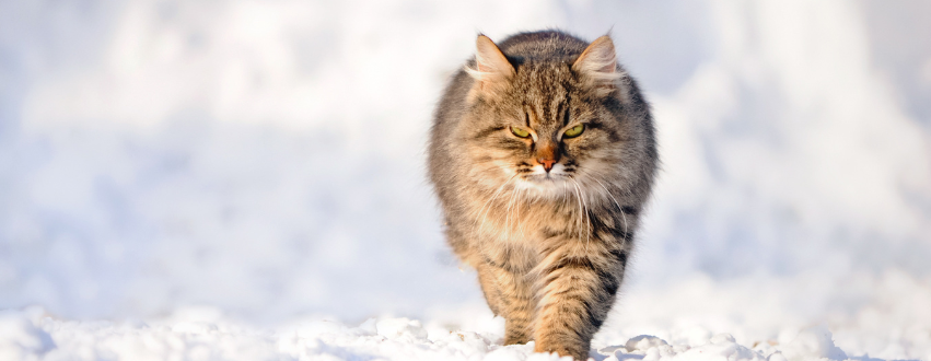 Tabby cat out in the snow