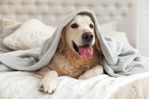 Golden retriever laid on the bed with a grey blanket over its head, sticking its tongue out