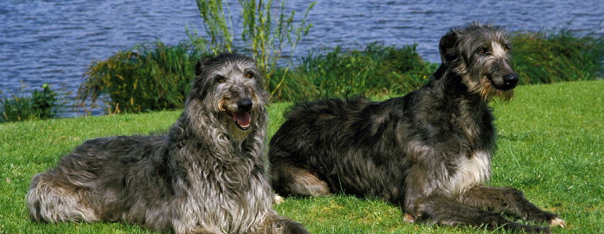 two deerhounds in the grass