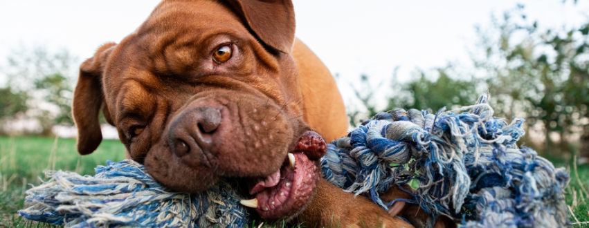 Dogue de bordeaux playing