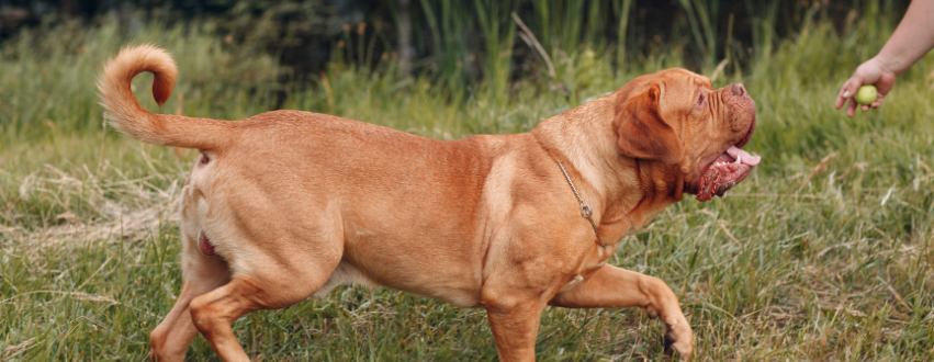 Dogue de bordeaux chasing after a ball